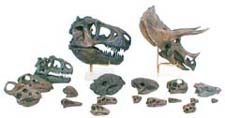  : Dinosaur Skull Set